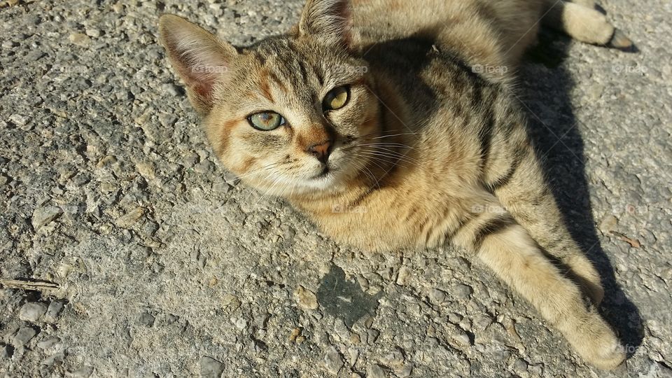 Street cat