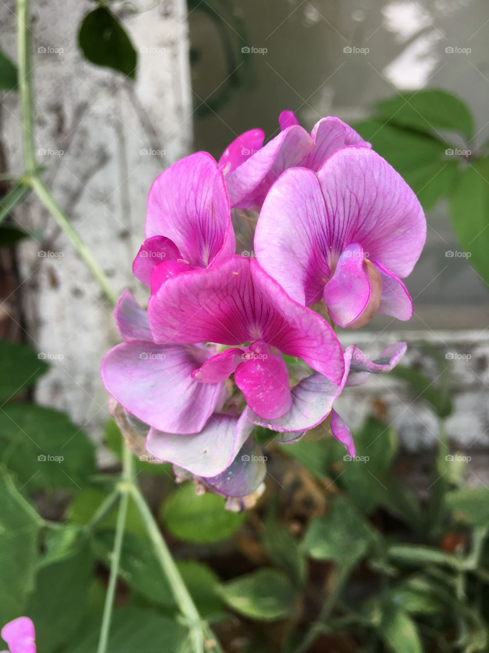 Purple flowers 