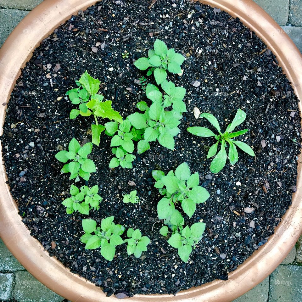 Top-down View of Herbs Growing 