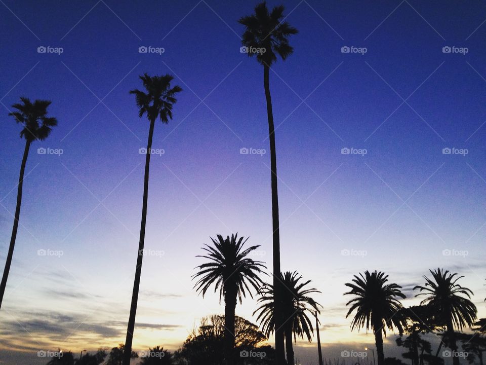 Who doesn't love a plan tree? 