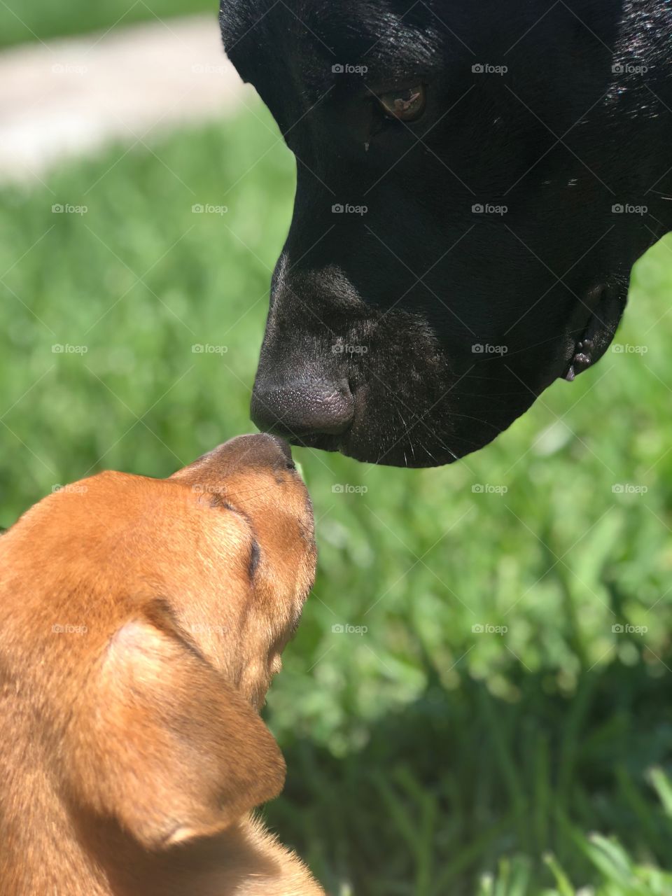 Puppy and dog rubbing noses
