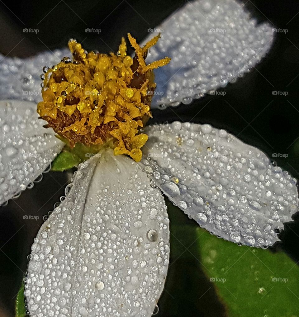 dew on wildflower