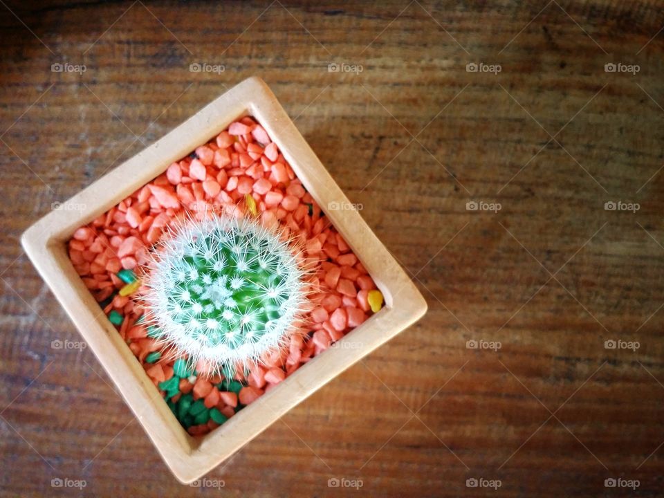 Close-up of potted cactus on table