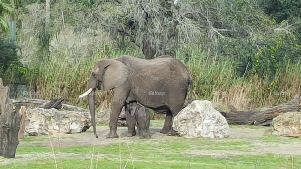 An elephant and her calf make their way across the grassland at Animal Kingdom at the Walt Disney World Resort in Orlando, Florida.