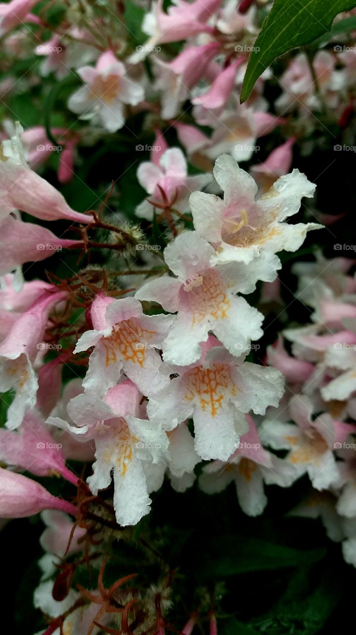 spring blossoms