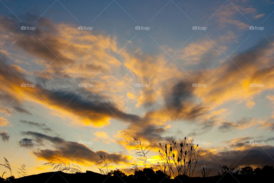 Sunrise over the grassland - love the color of the clouds and the grass silhouette in the foreground. Image of sunrise with golden blue clouds.