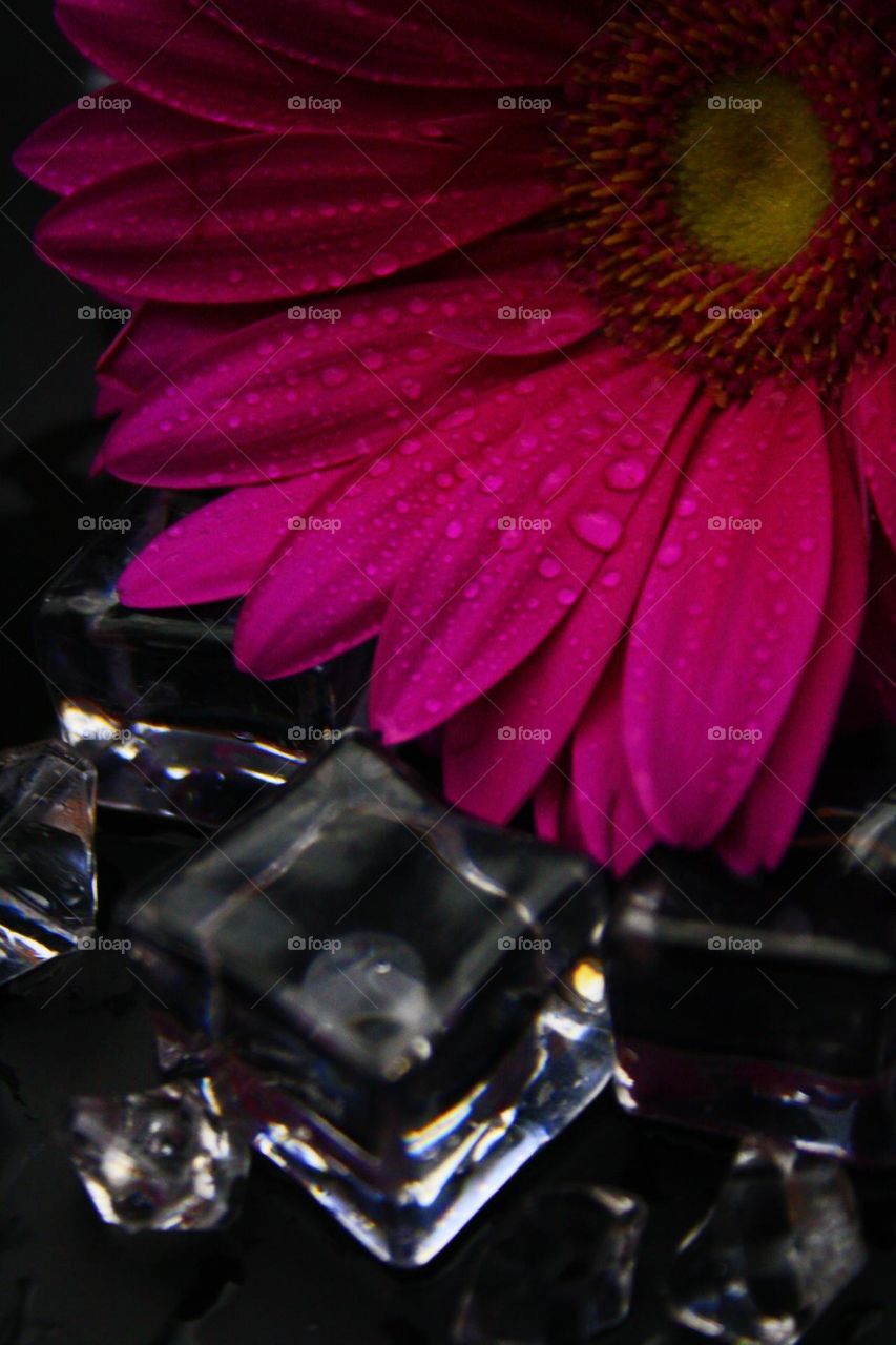 Flower and ice