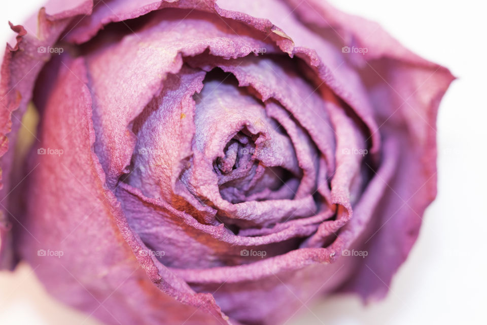 Rose in filtered light