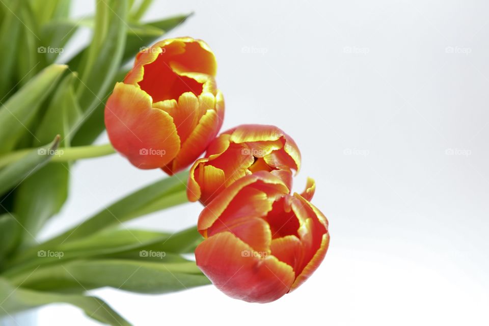 Three red tulips 