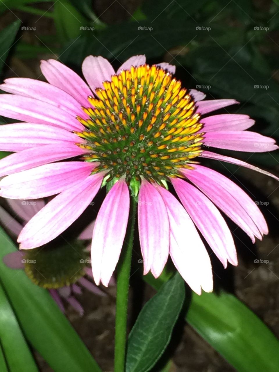 Pink daisy 