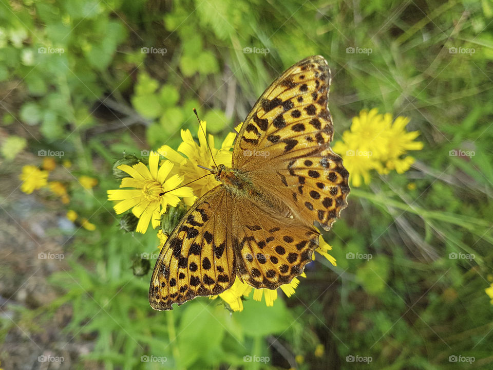 Orange butterfly on yellow flowers . Fjäril 