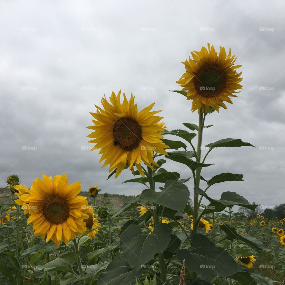 Sunflower