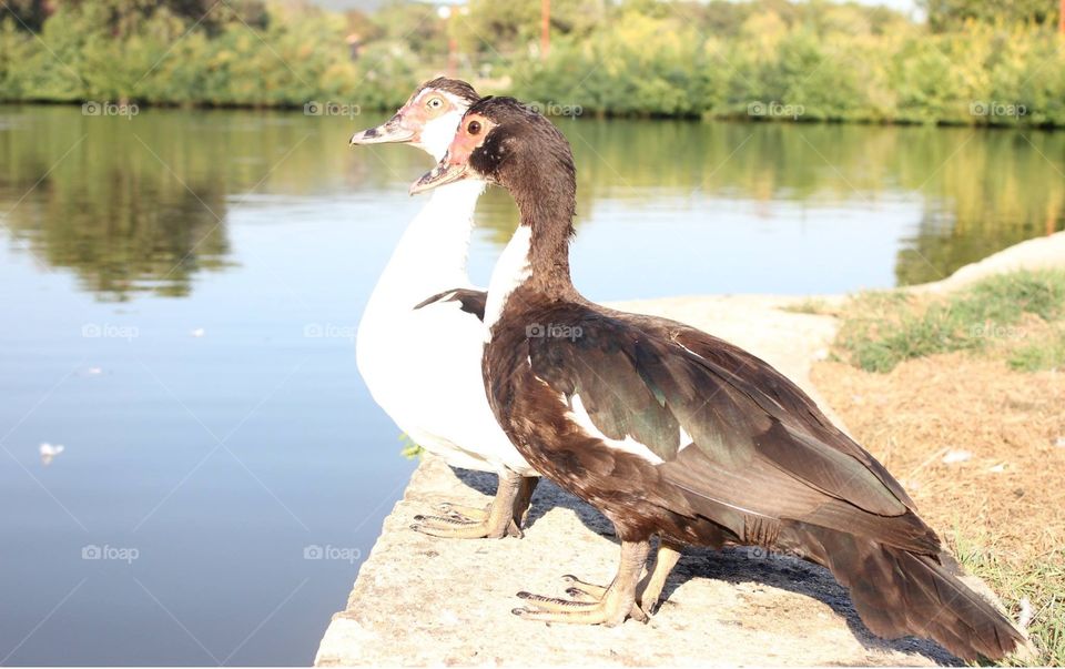 love between black and white