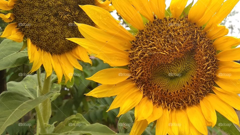 sunflower