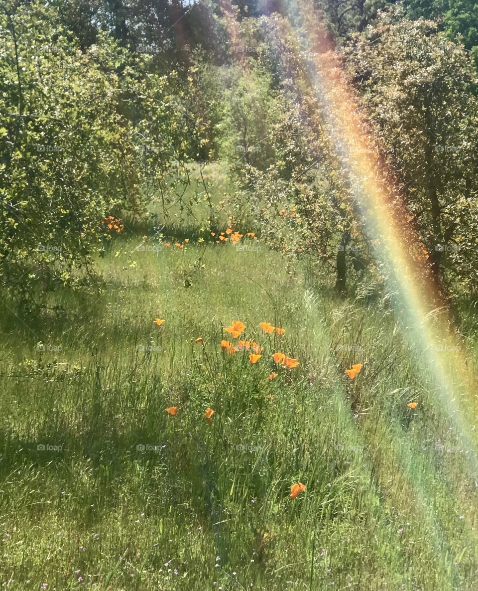 Rainbow in the grassy green field and flowers on a sunny afternoon 