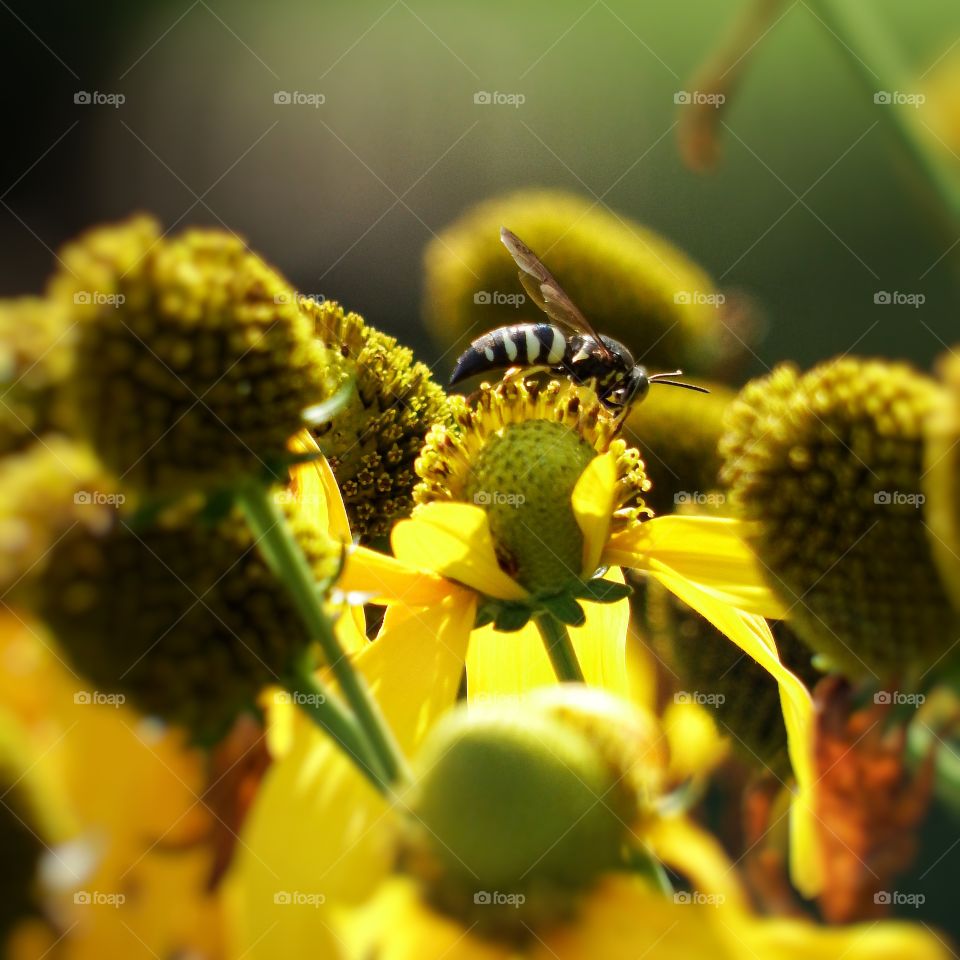 yellow flowers with a bee