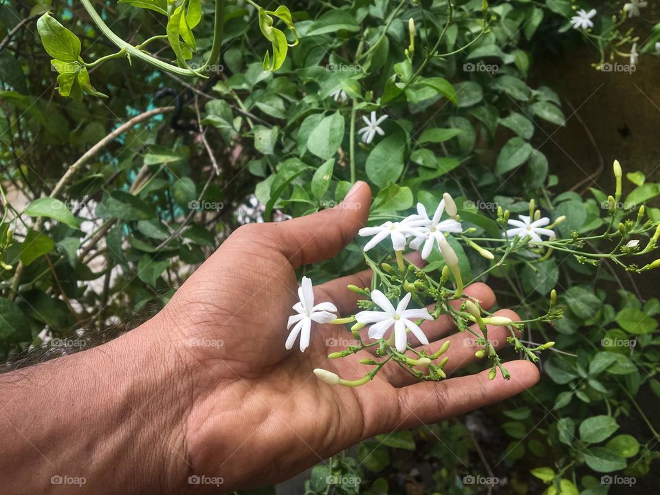 Jasmine plant