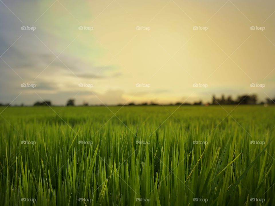 Paddy field in the evening 