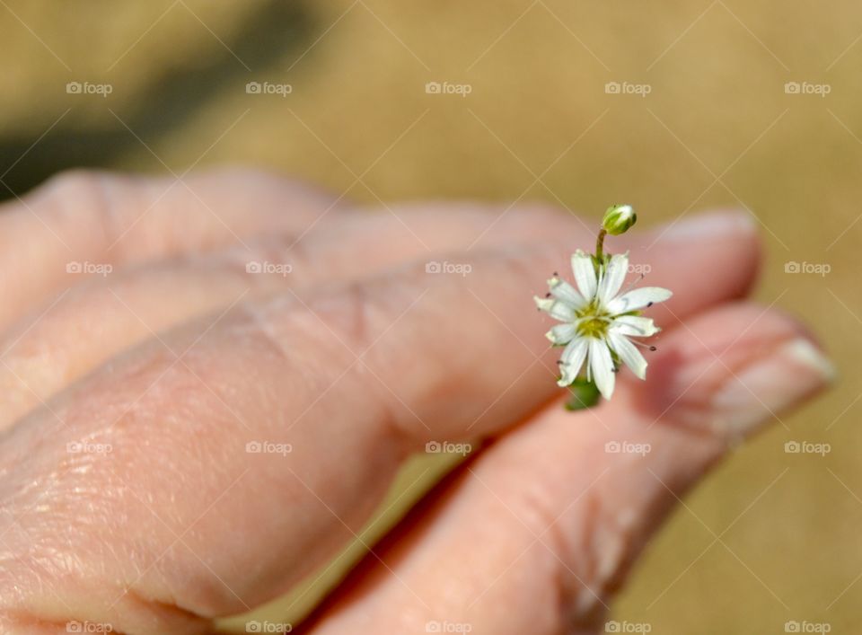 Tiny Floral In Hand
