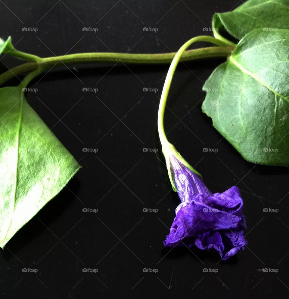 leaf