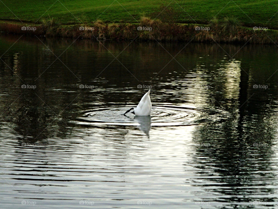 pond water duck by angeljack