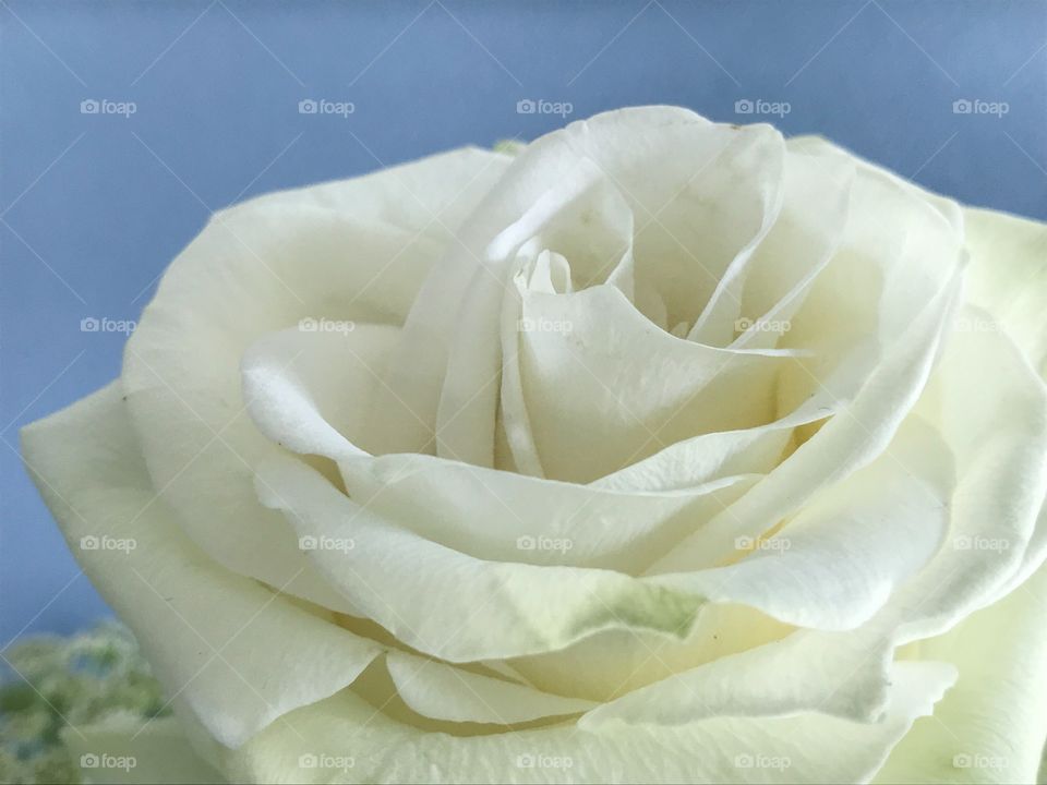 White rose
