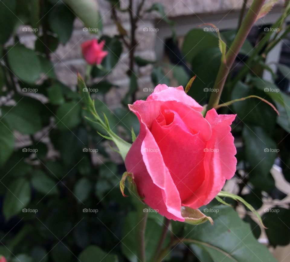 Rose bud