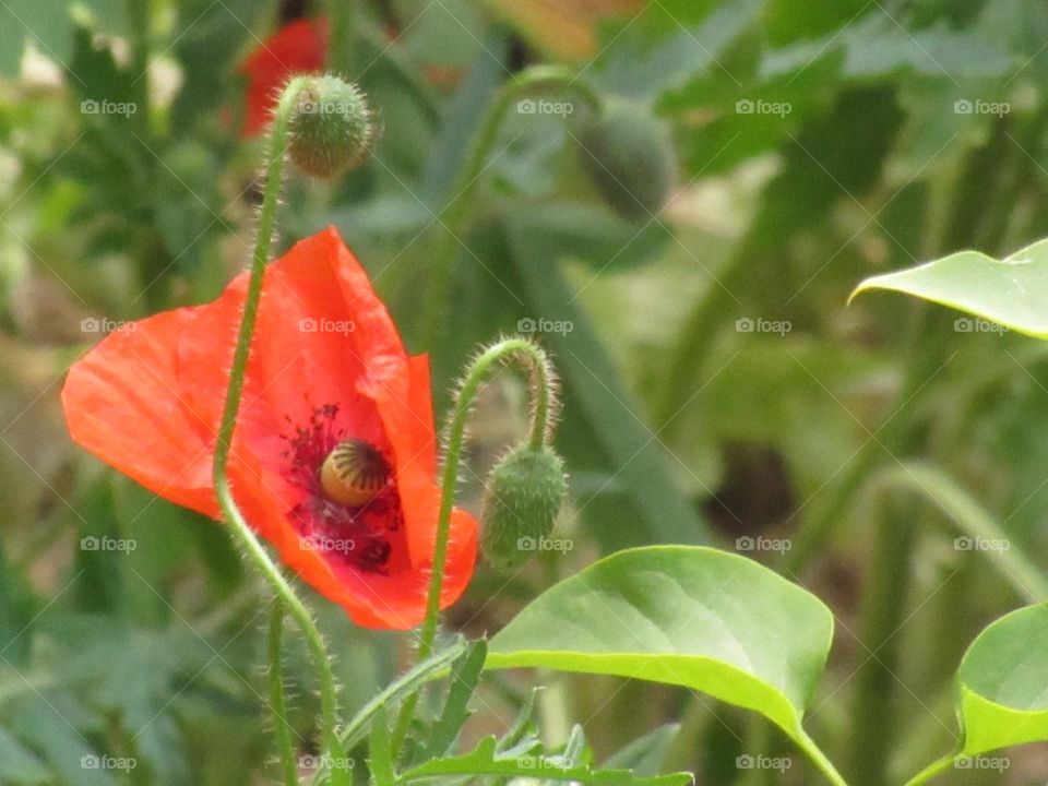 blooming poppy