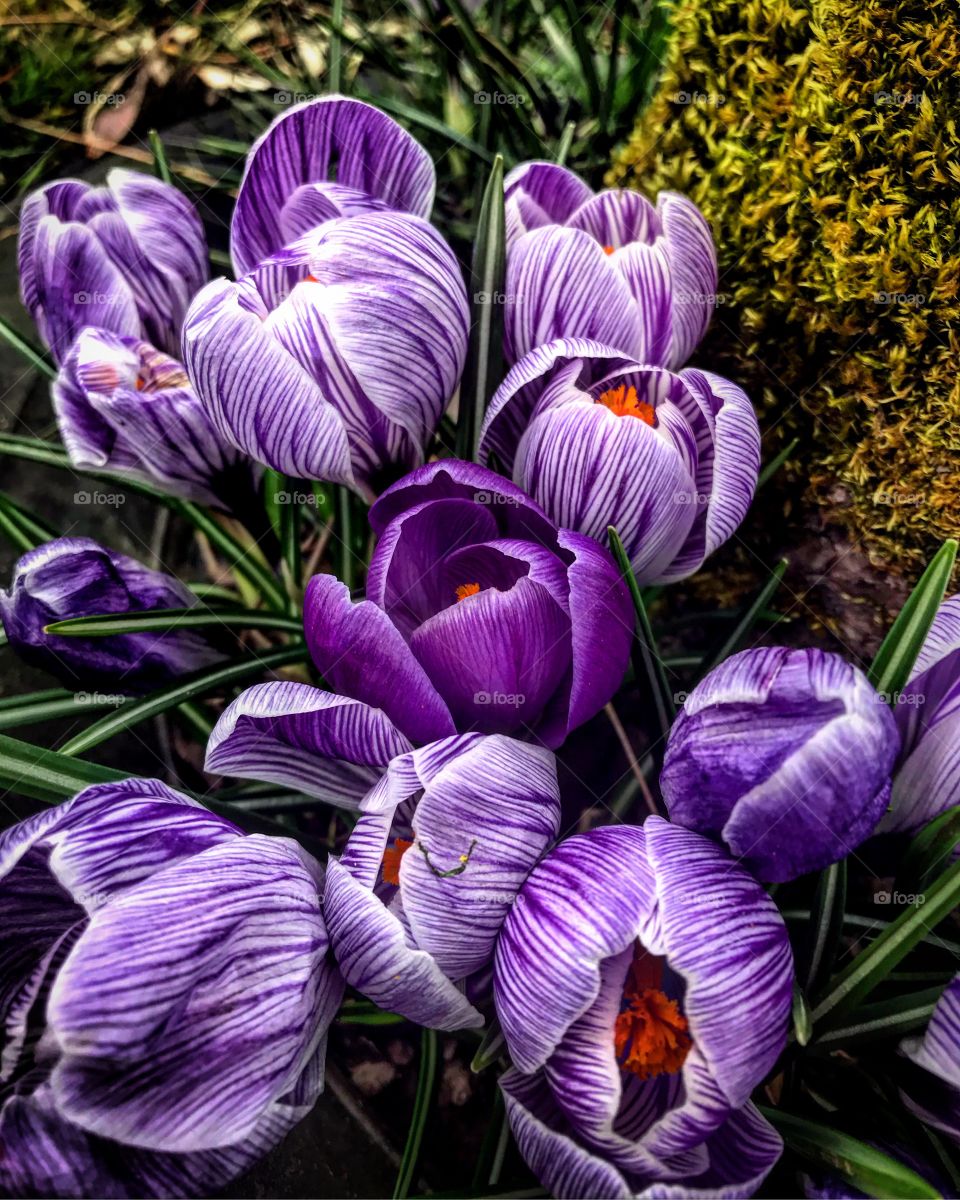Crocus blossoms 