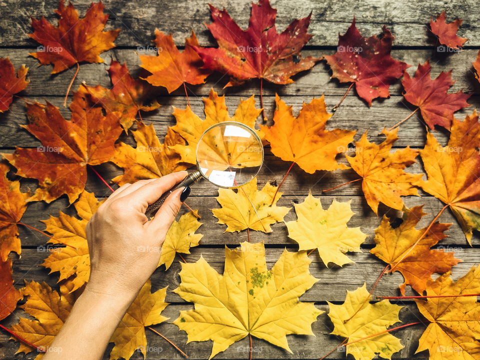 Color gradients of autumn leaves on wooden table and hand with magnifier