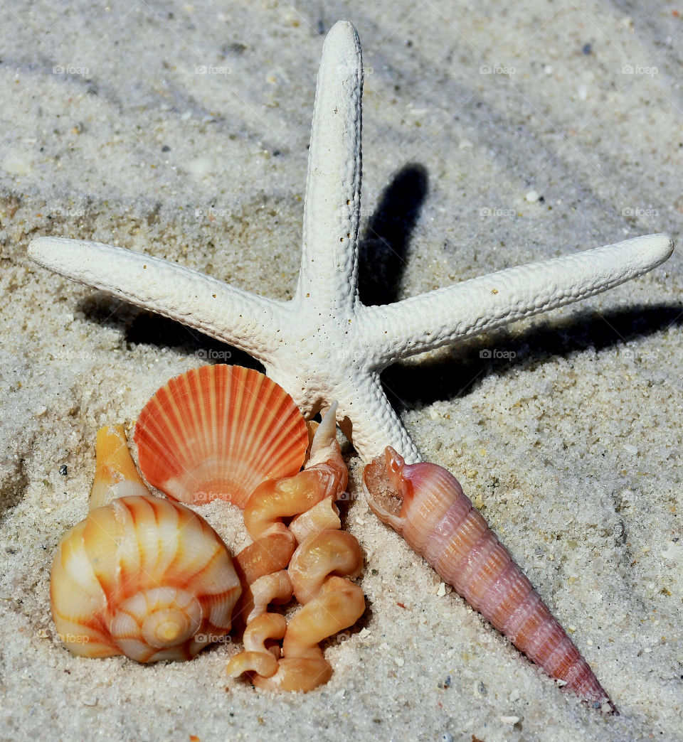 Starfish with seashell on sand