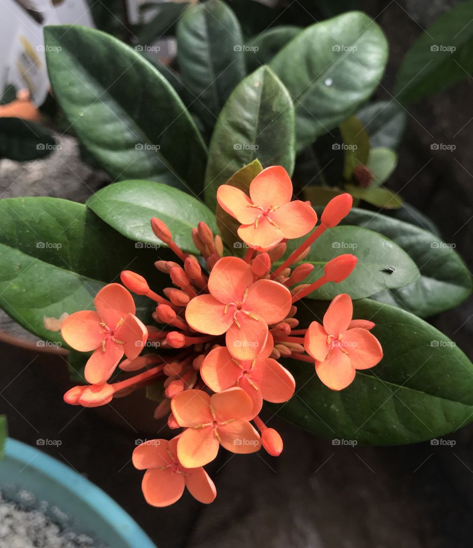 Orange Flowers