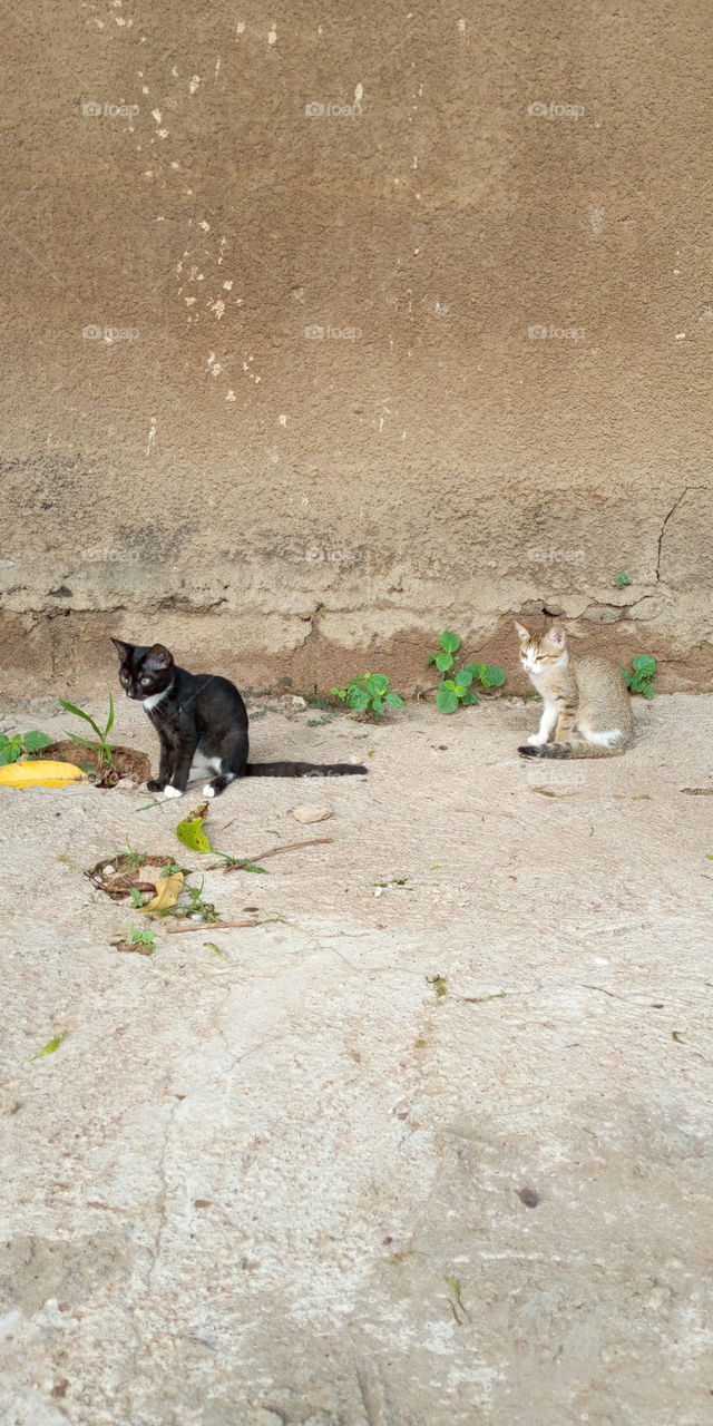 Two cats