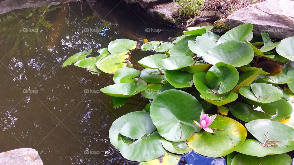 Lily pads in the water