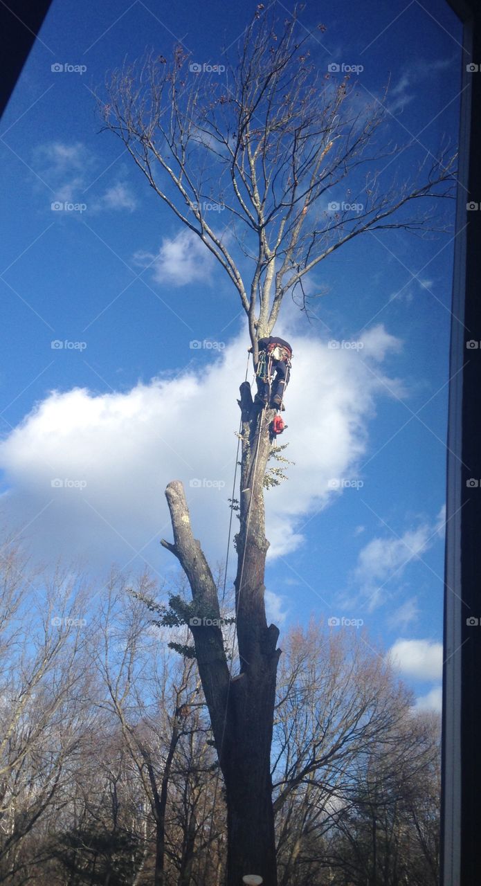 Maple tree taken down in pieces 