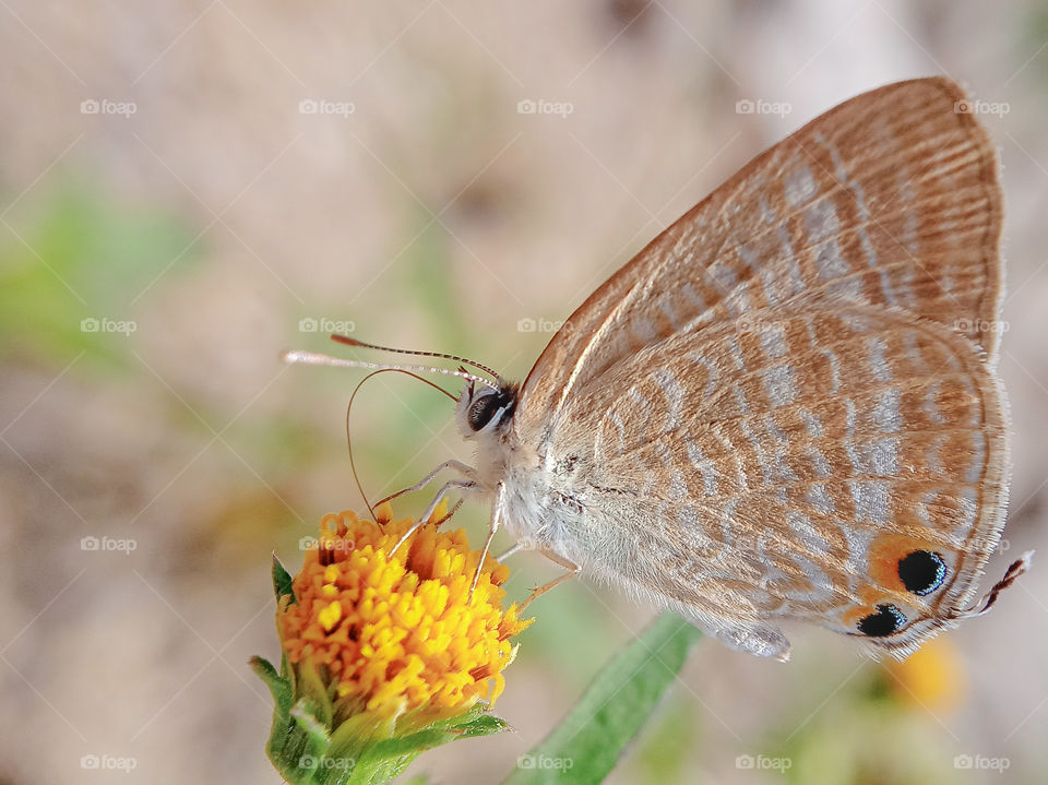 Metalic Cerulean, Jamides alecto