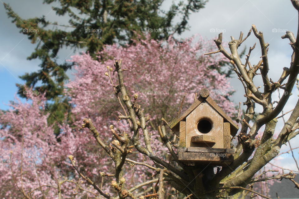 bird house
