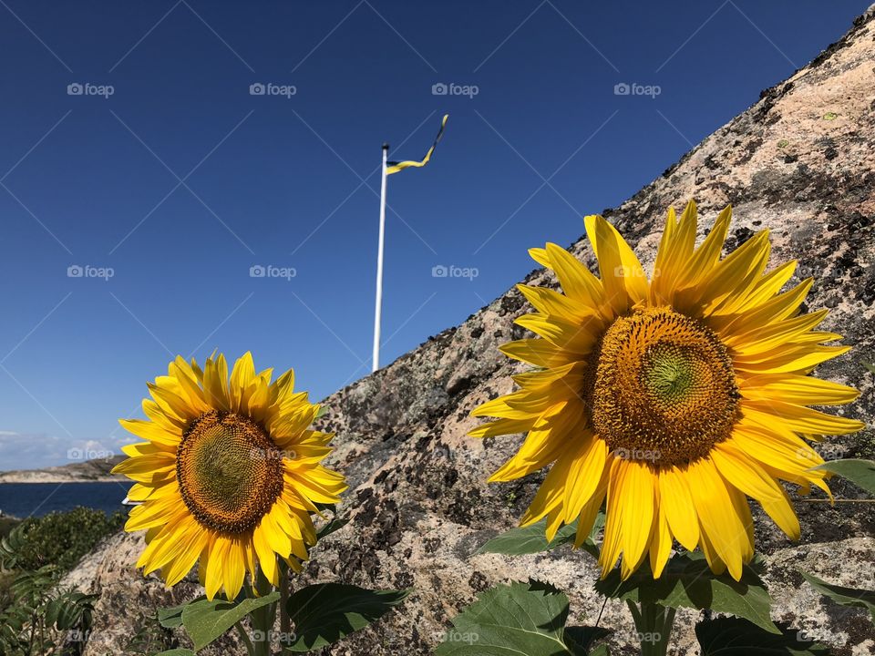 Sunflowers