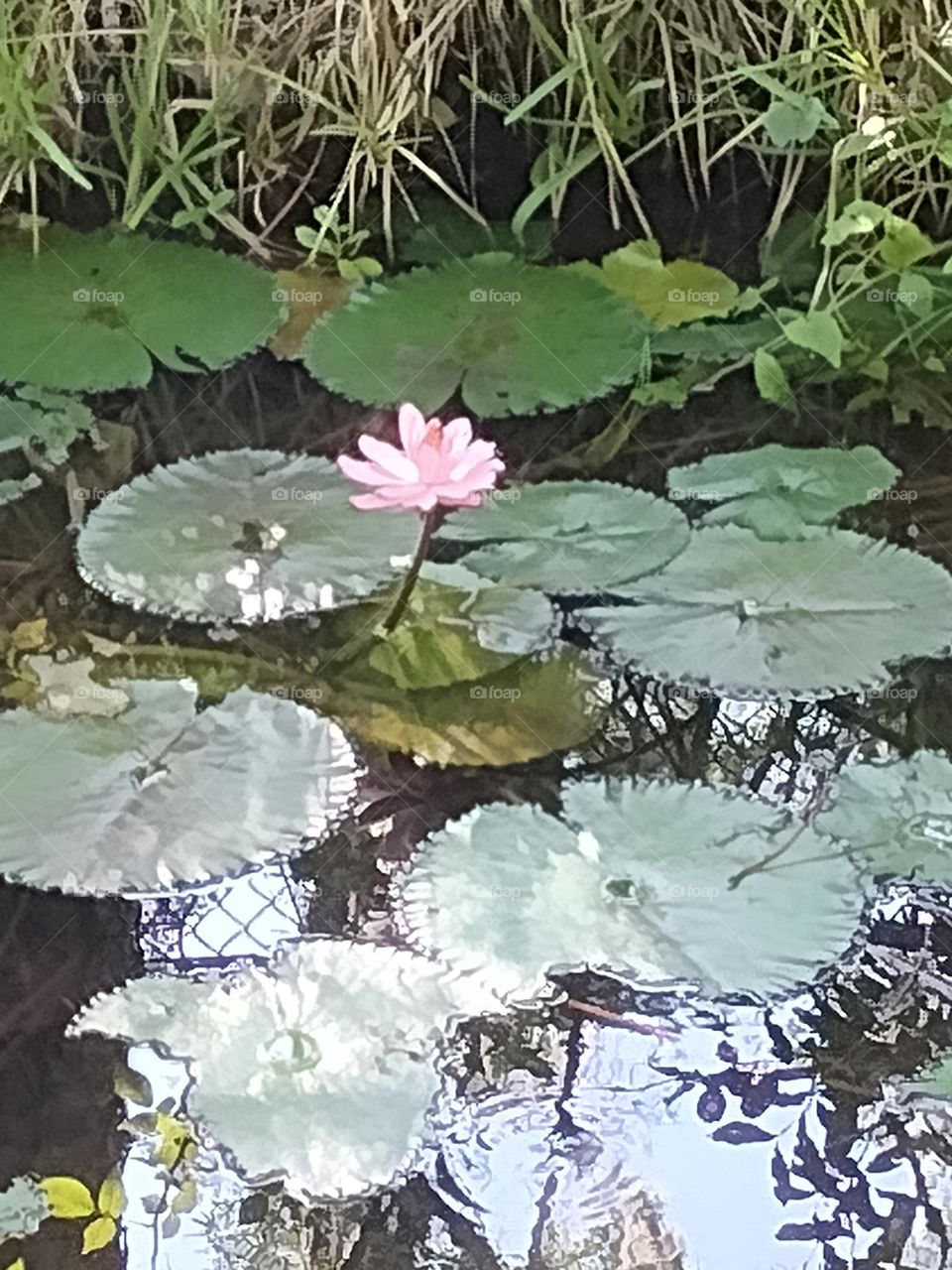 Lilly pads