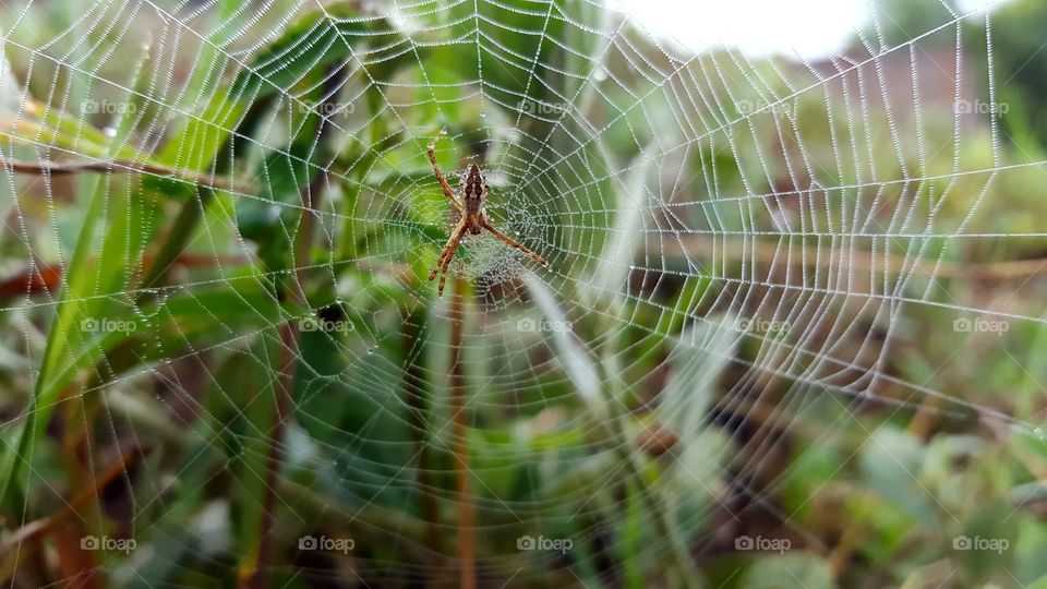 Dew on cobwebs
