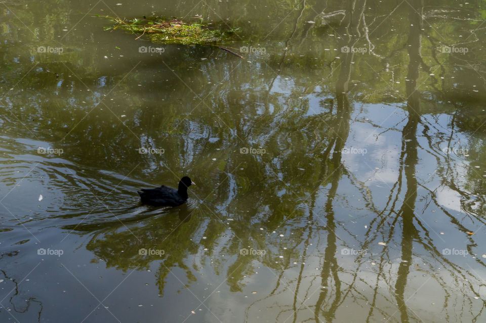 Black duck on a cloudy lake