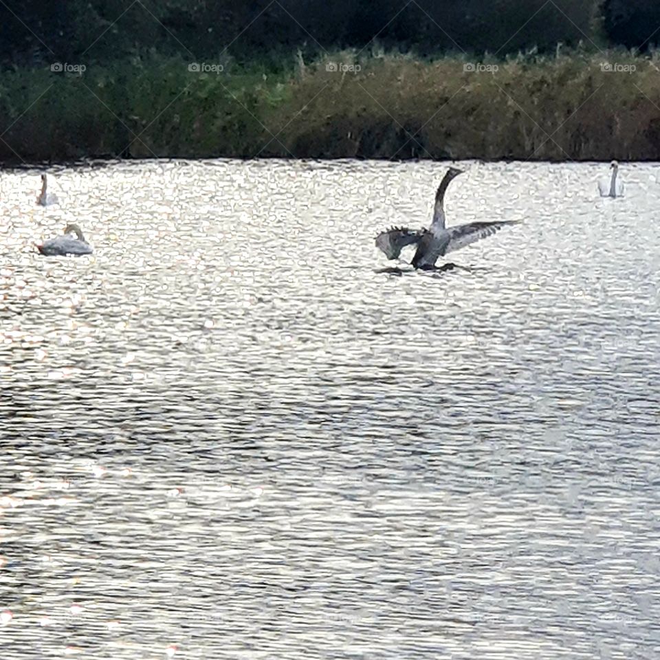 A swan stretches its wings