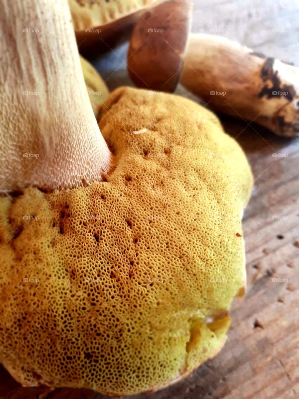 Boletus suillus hirtellus