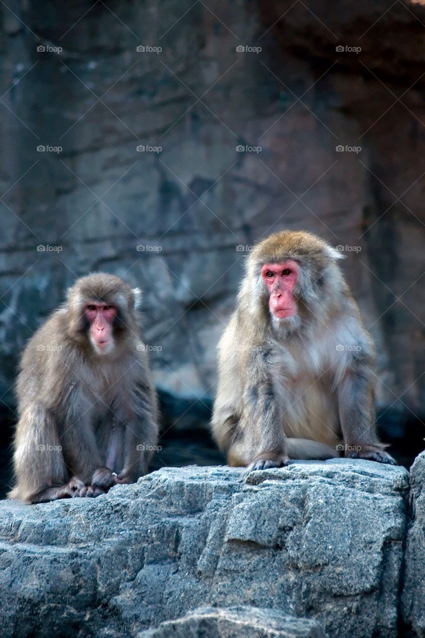 Snow monkeys #1