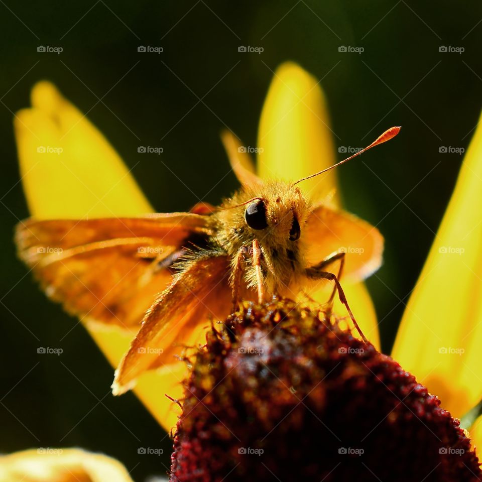 Morning moth perched on a flower