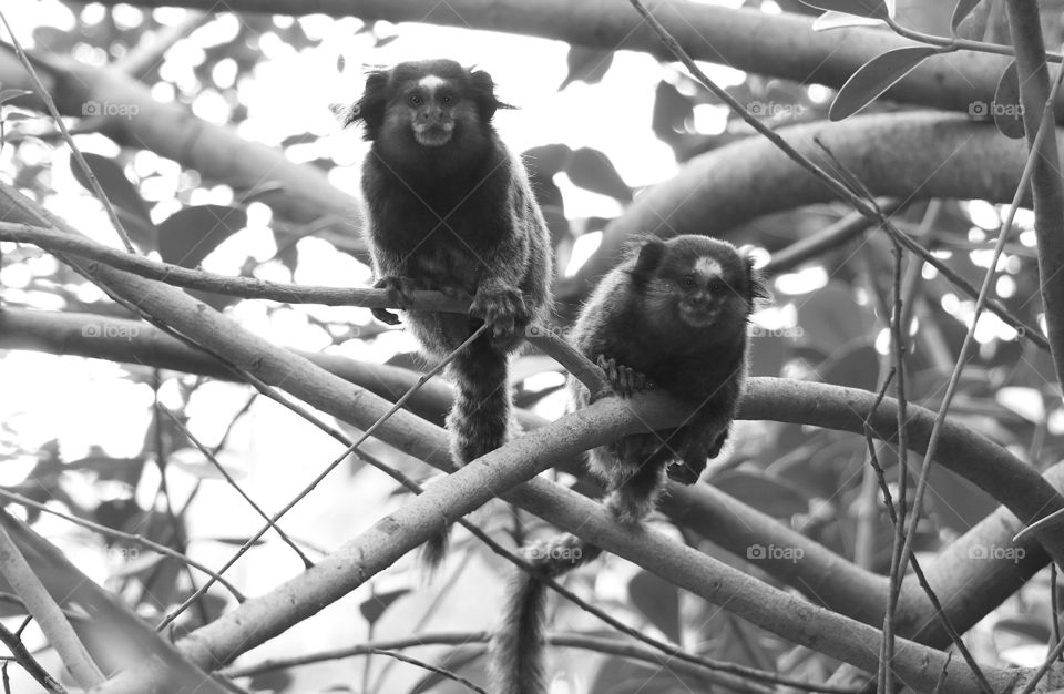 monkeys posing for photos in their natural habitat