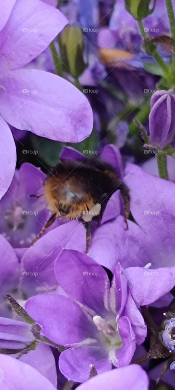 Bee and bumblebee foraging