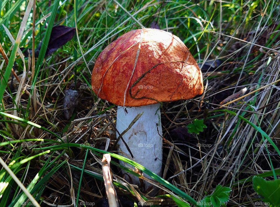 Mushroom 🍄 Forest 🍄 Outdoor 🍄