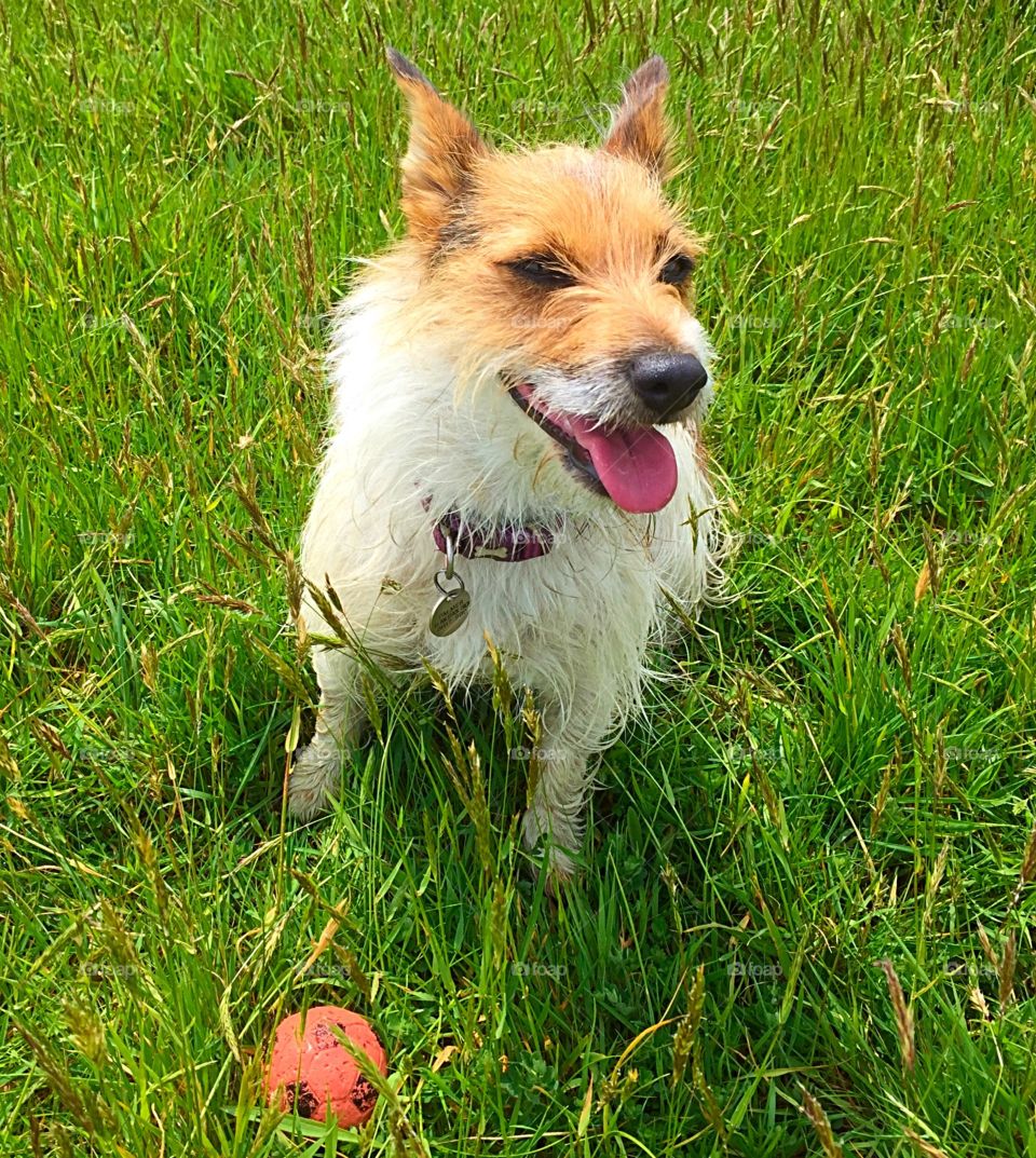 Jack Russell Dog Smiling