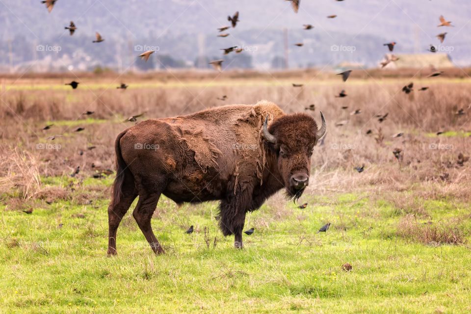 Close-up of a bison on grassy land